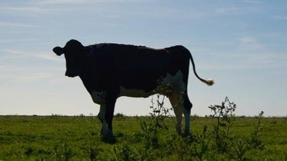 The Field